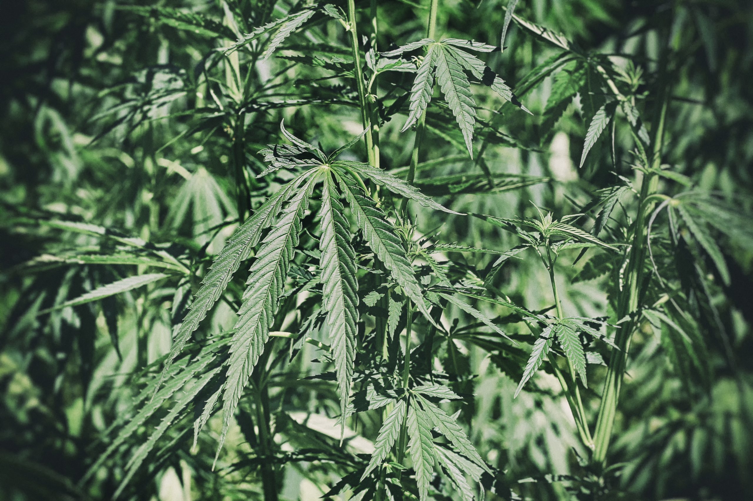 Emerging Cannabis Landscape: Where Falcon Flower Stands