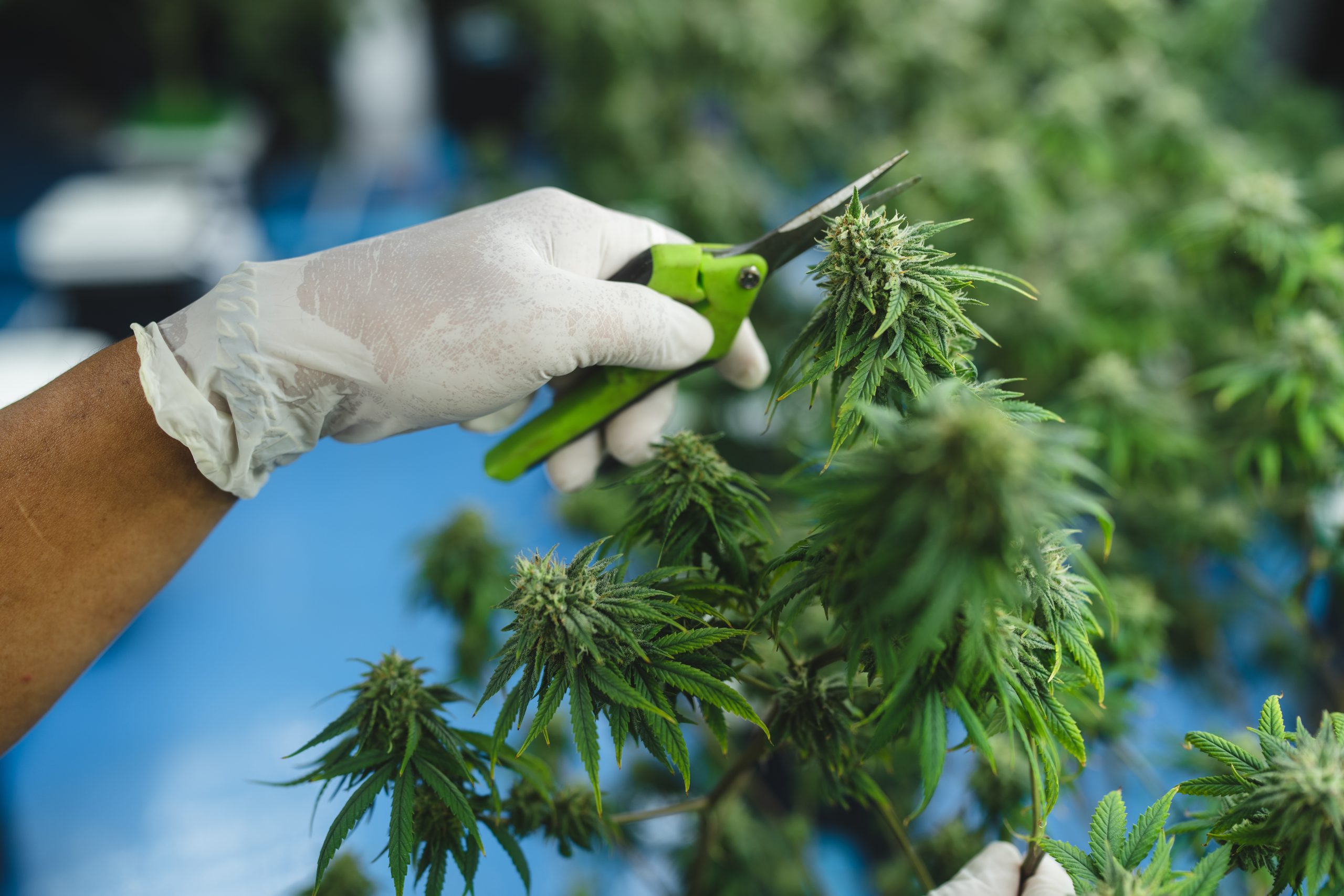 Crafting Cannabis with Care: Our Philosophy of Intention
