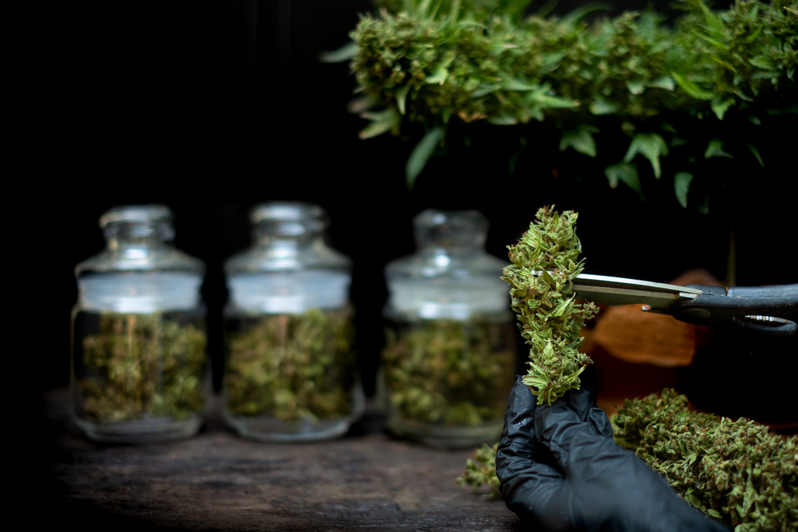 From Seed to Bloom: The Journey of Falcon Flower Cannabis